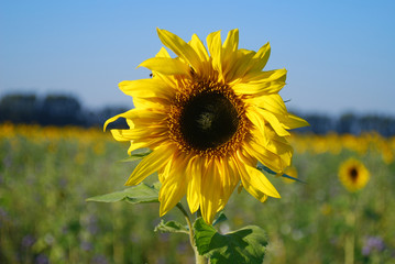 in der Sonne