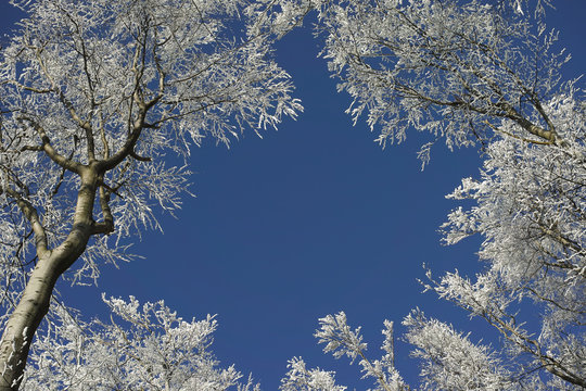 Bottom view of the winter snow covered trees on blue sky background