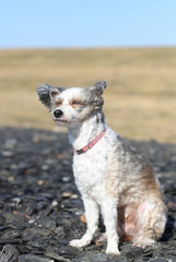 a small white dog with big ears enjoys the sun and wind