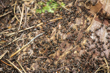 Ants colony