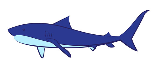 The sharks on a white background. Illustration of a shark vector.