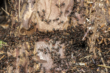 Ants colony
