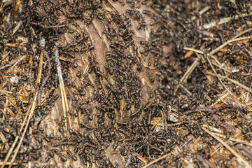 Ants colony