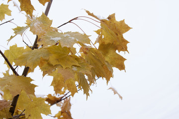 Fototapeta premium A branch of maple tree with yellow leaves and snow on them .