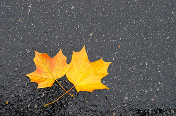 Yellow maple leaves on wet asphalt