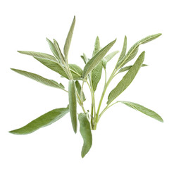 Sage branch isolated on white