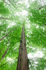 メタセコイアの林