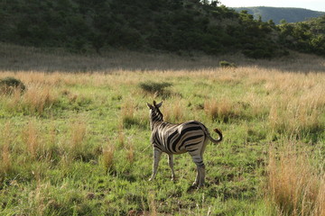 Zebra in Africa 