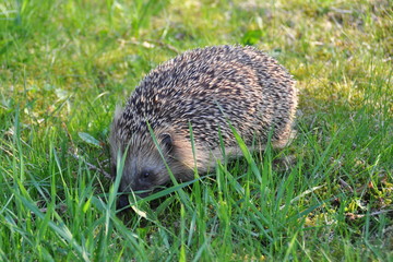 Hedgehog serching for food on a lawn