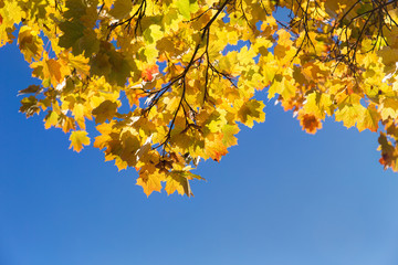 golden autumn closeup