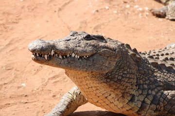 Fototapeta premium Crocodile