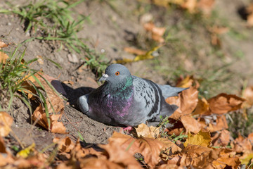 dove resting closeup