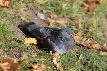 pigeon lying on the grass