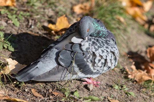pigeon cleans feathers