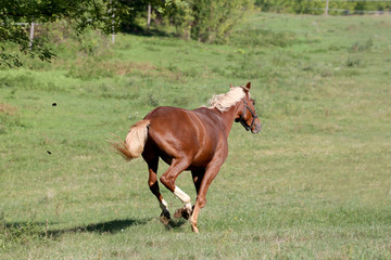 Obraz premium Beautiful young chestnut colored stallion galloping on pasture s