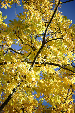 Bl&auml;tterdach Schwarznussbaum / Das Bl&auml;tterdach und die Baumkrone eines Schwarznussbaumes im Herbst
