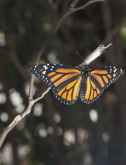 Close up of Monarch Butterfly