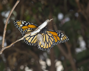 Closeup of Monarch Butterfly