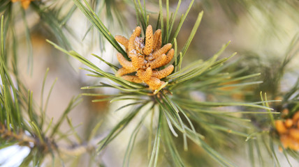 Fototapeta premium Brotes de piña en la rama de un pino