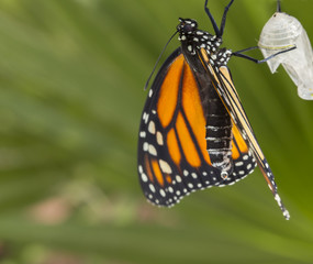 Monarch butterfly with cocoon drying wings