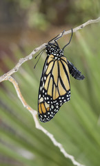 Monarch Butterfly perched on twig drying wings