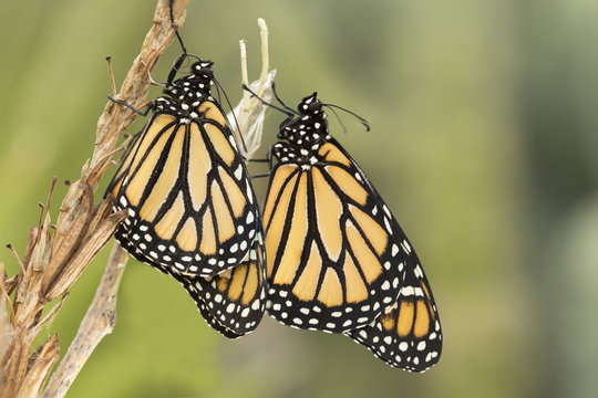 Pair of Monarch butterflies