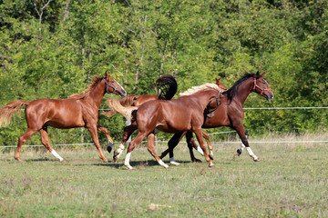Four beautiful young stallions galloping on pasture summertime