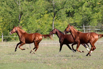 Fototapeta premium Beautiful young stallions galloping on pasture summertime