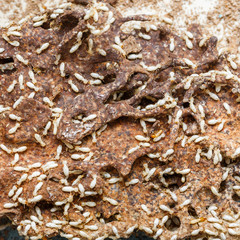 Paper eaten by termite