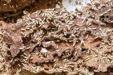 Paper eaten by termite