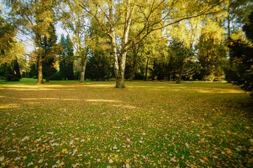 Vergänglichkeit - Herbstlaub auf dem Rasen eines alten Friedhofs
