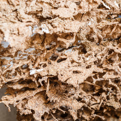 Paper eaten by termite