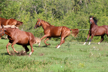 Naklejka na ściany i meble Four beautiful young stallions galloping on pasture summertime