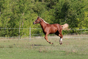 Purebred stallion flying on meadow in a sunny day