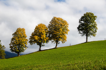 Fototapeta na wymiar Bäume auf Hügel im Herbst