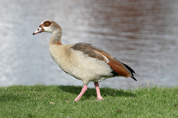 Egyptian goose, Alopochen aegyptiac