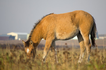 Horse on the pasture