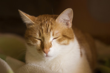 Ginger sleepy cat, slumbering cat, cat face, sleep