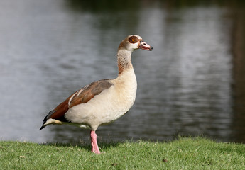 Egyptian goose, Alopochen aegyptiac