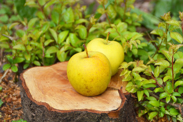 Yellow apples on a stump