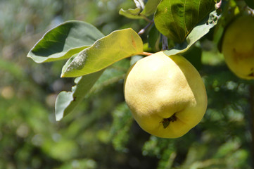 Yellow Quince on Tree