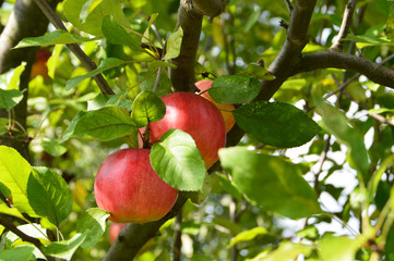 Red apples on tree