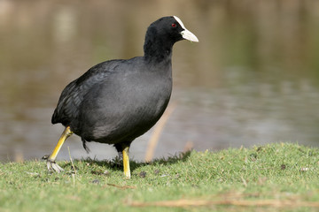 Coot, Fulica atra