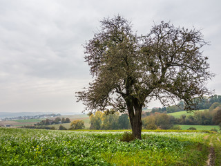 Obraz premium Obstbäume