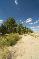 Fototapeta premium palm trees