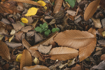 autumn leaves in the ground