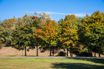 Fototapeta na wymiar Drzewa w parku