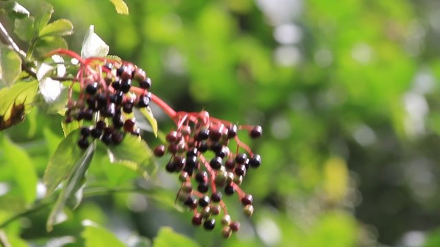 elderberries fruits on elderberry tree
 