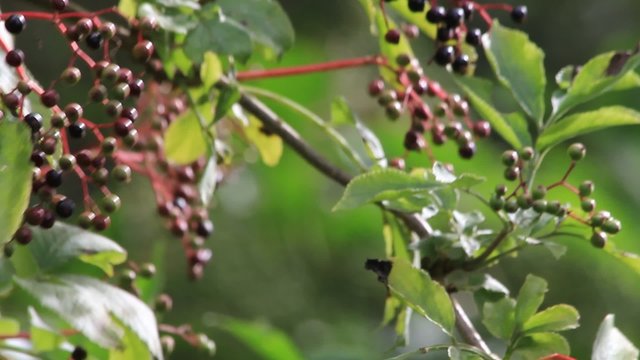 elderberries fruits on elderberry tree
 