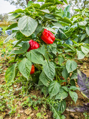 Paprika im Beet
